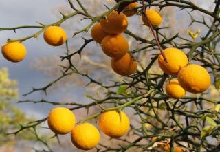Poncirus trifoliata is a citrus variety with fruits that aren't dangerous, but aren't delicious, either