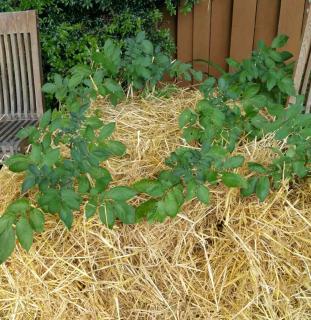 Different techniques reduce the need to work in the vegetable patch