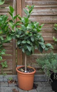 Pots and containers works well for kaffir lime