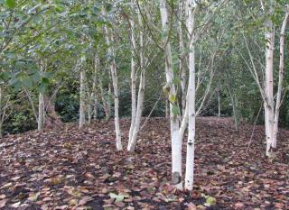 Jacquemontii birch propagation is mostly through cuttings