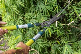 pruning caring bamboo