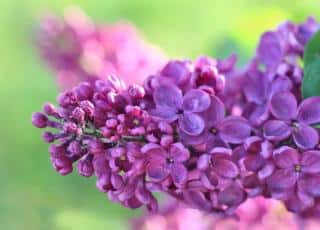 Lilac flower, not the time to prune