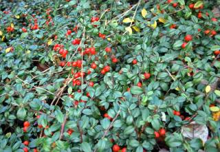 Pruning pernettya to shape it as a ground cover or other shape