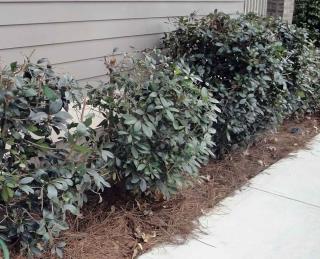 Pruning a short photinia hedge
