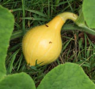 Young red kuri fruit will grow more if the plant is pinched