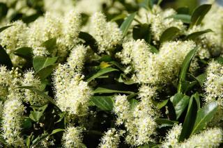 Flowers and leaves of prunus laurocerasus