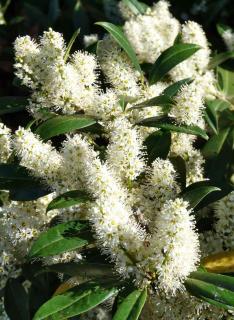 Flowers of the prunus laurocerasus plant