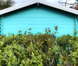 Pruning laurocerasus hedges for landscaping