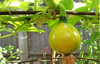 Red kuri hanging from a pergola