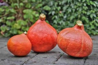 Red kuri squash from the garden