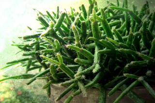 Rhipsalis plant