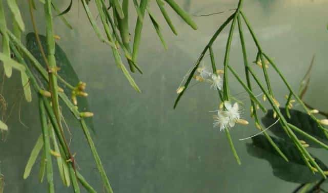 Caring for rhipsalis basically means ensuring air moisture