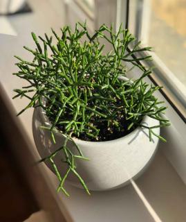 Rhipsalis in a pot on a windowsill