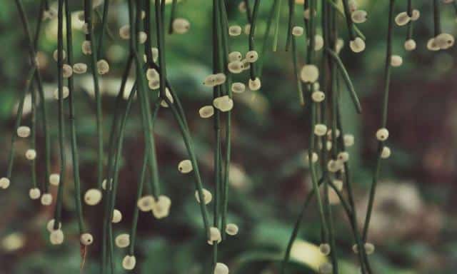 The different rhipsalis species are identifiable through their berries, leaves and posture