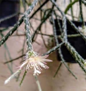 Rhipsalis pilocarpa, a hairy rhipsalis in a suspension