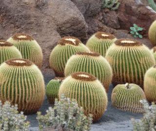 Rocks and plants complement each other more in dry gardens