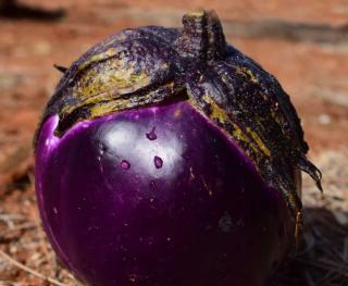 Ronde de Valence eggplant