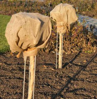 Wrapping plants in burlap shelters them from winter