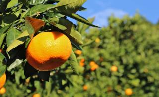 Satsuma is a tasty mandarin orange, famous in Asia