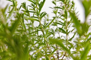 Savory, a herb that's delicious and easy to grow