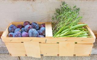 Harvest of savory along with plums and beans