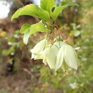 Scented winter clematis cirrhosa, the 'Jingle Bells' variety