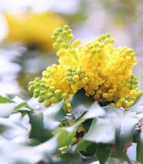 Winter shrubs that are fragrant include this mahonia