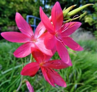 Schizostylis is also called kaffir lily