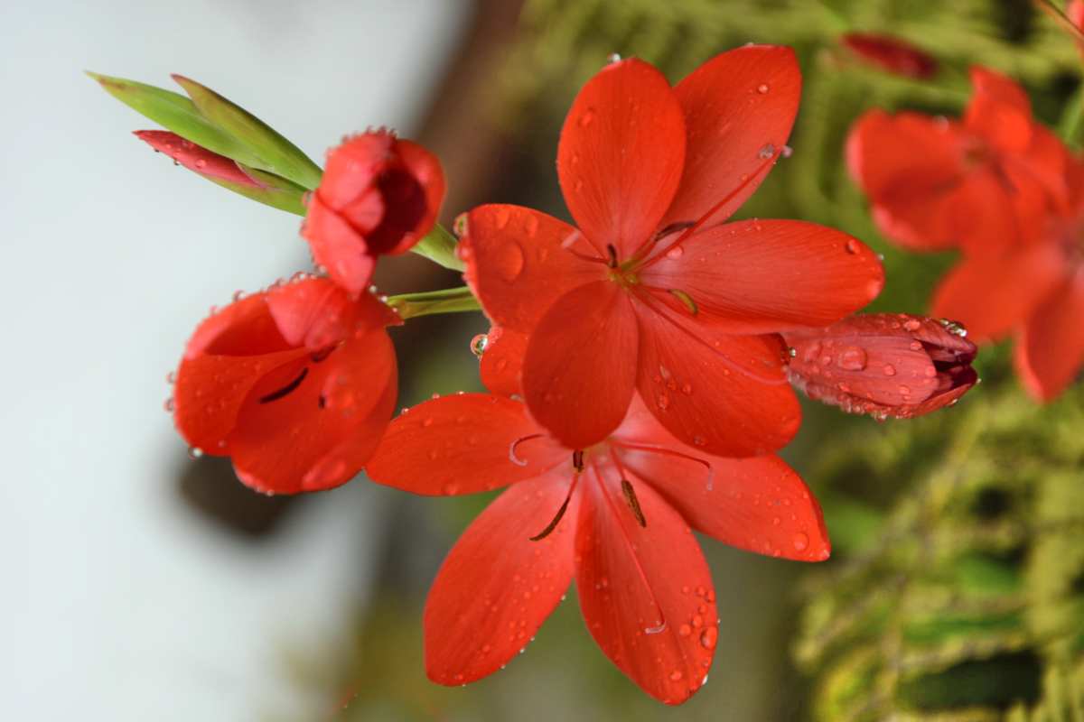 Schizostylis, or kaffir lily, is a beautiful summer bulb