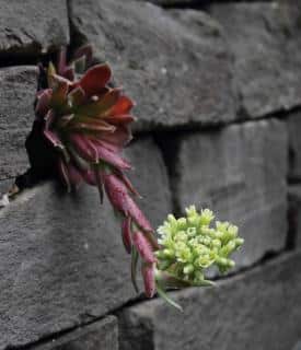 Sempervivum blooming on a stone wall
