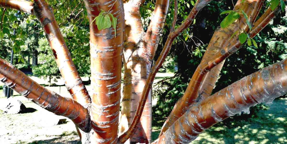 Shiny copper-colored bark