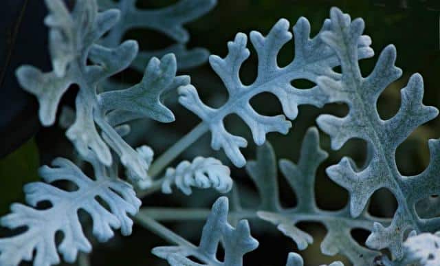 Care for silver ragwort to have silvery leaves