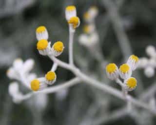 Planting guide for silver ragwort