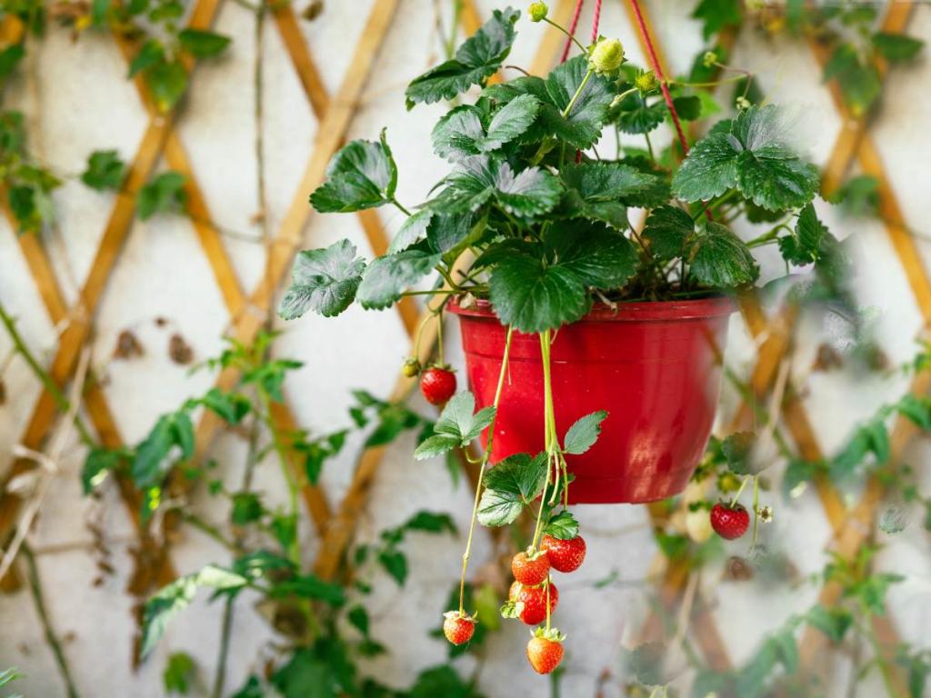 Small fruit trees terrace balcony