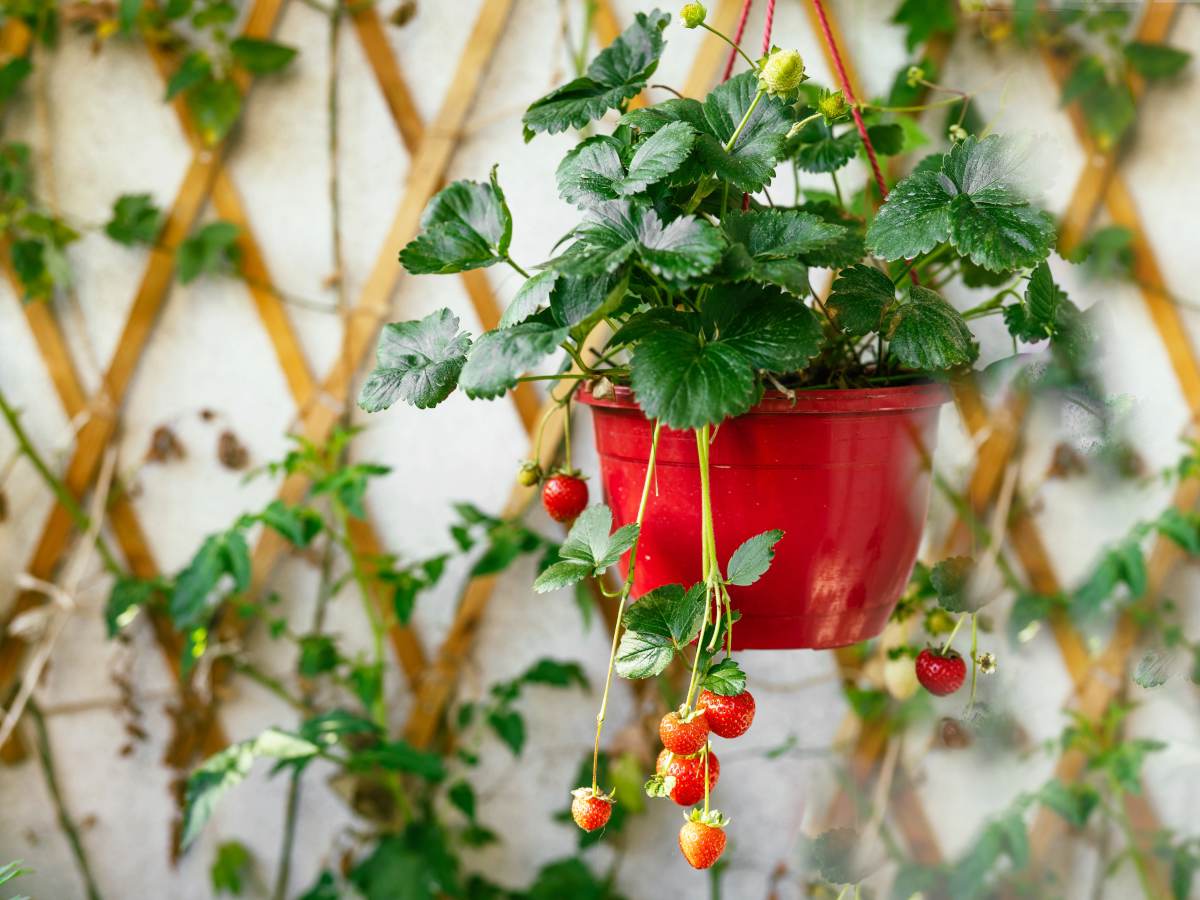 Small fruit trees terrace balcony