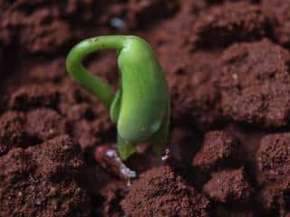 sowing beans