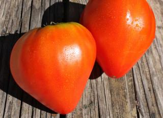 Sowing the cuor di bue tomato