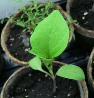 Sowing eggplant in nursery pots