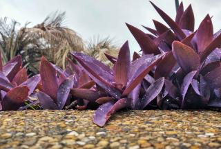 Planting spiderwort, make sure soil drains well