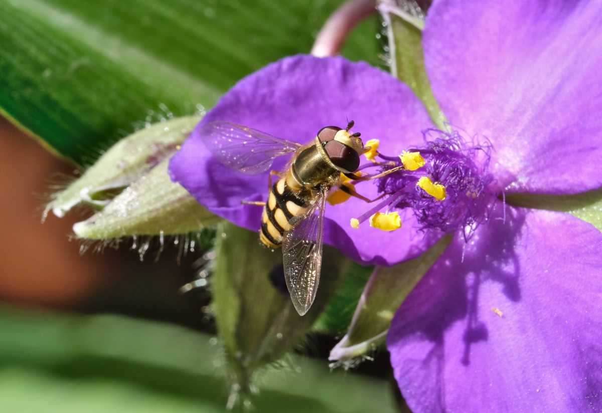 Pollinators love spiderwort, like this hoverfly