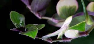 Spiderwort propagates through cuttings, division and seed