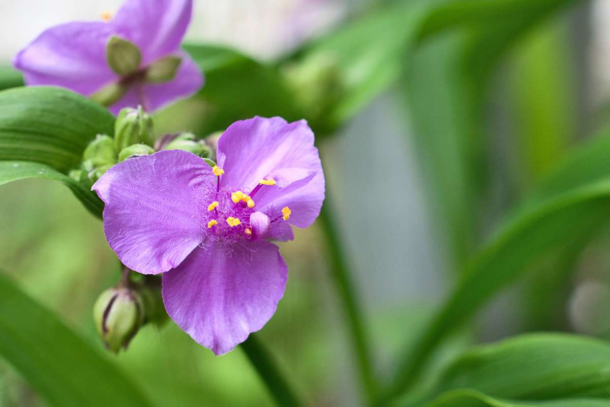 Spiderwort is a family of beautiful leaf and flower plants