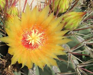 Steps to ensure your cactus blooms and flowers