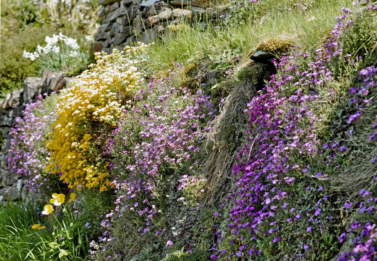 Stone wall retaining soil decorated with many flowers