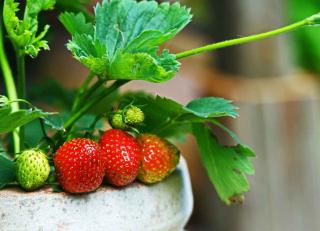 Strawberry plant growing in a small space