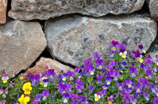 Stone wall, dry wall, with no mortar but many flowers