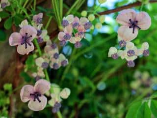 Akebia is a surprising climbing plant for the garden