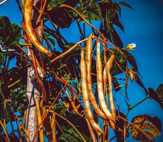 Tall climbing plants will reduce the need to bend over