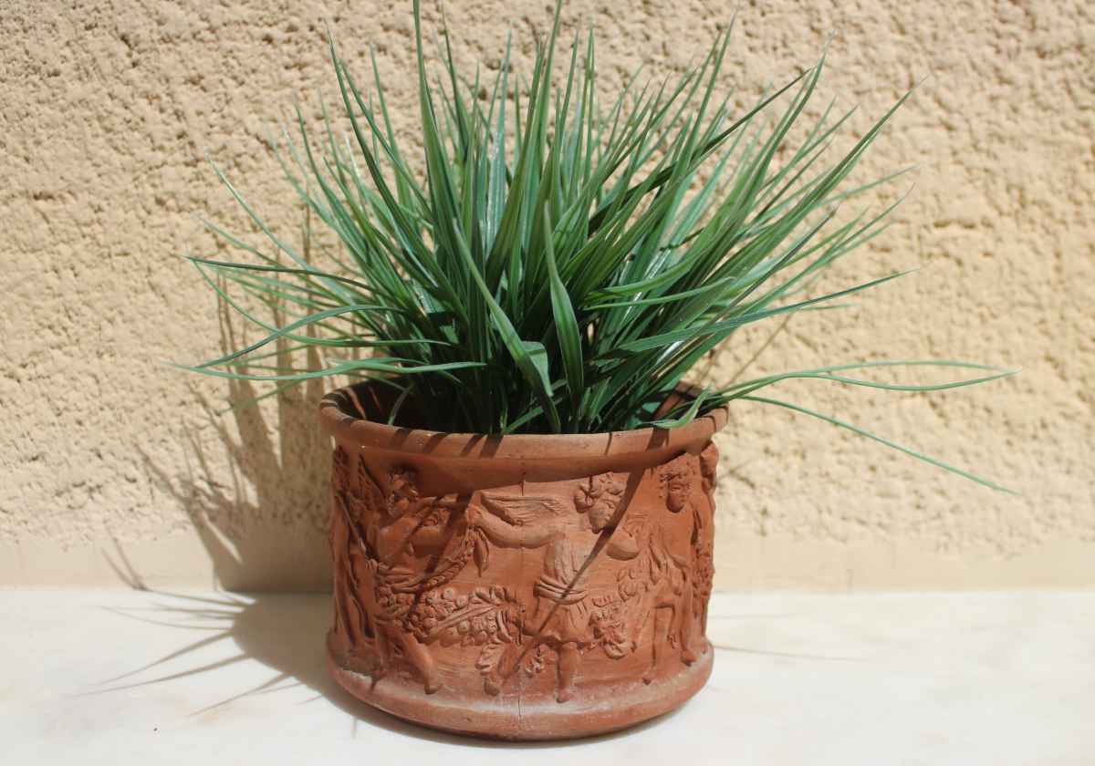 Terra cotta or clay pot with plant