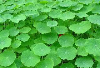 Tuber nasturtium and other tuber plants don't need work